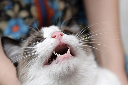Cat snarling at vet