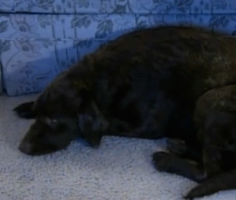 Buddy was saved after being trapped in the Washington mudslide, but his owner is still missing.