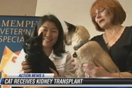 Cat kidney transplant