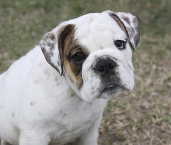 Bulldog Puppy