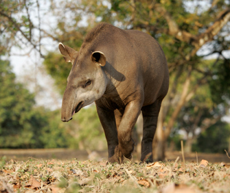 Brazilian tapir