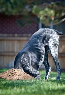 Dog Digging