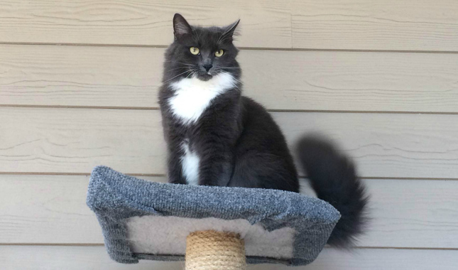 Trixie on her perch