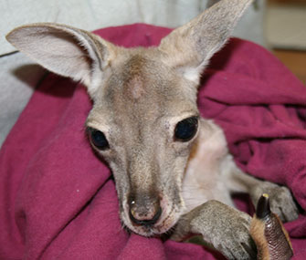 An orphaned red kangaroo joey has a new surrogate mom at an Australian Zoo.