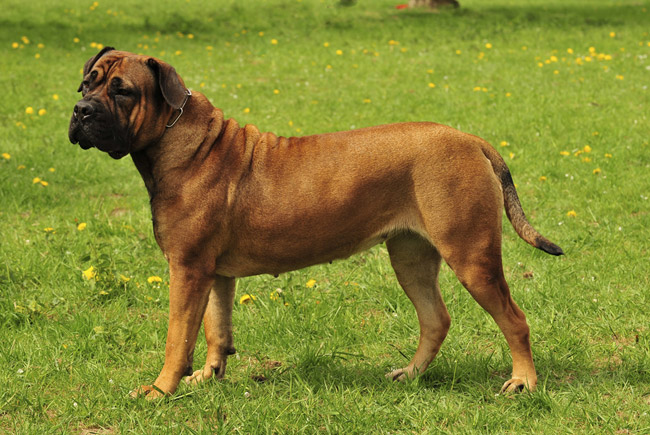 black boerboel temperament