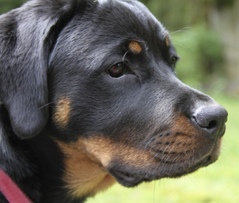 Senior Rottweiler