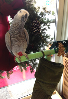 Holiday parrot