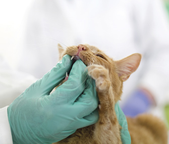 Vet Checking Cat's Teeth