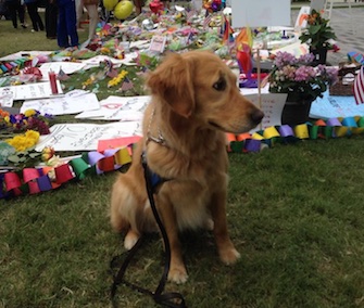 Ruthie, a K9 Comfort Dog, has been named the ASPCA's Dog of the Year for 2016.