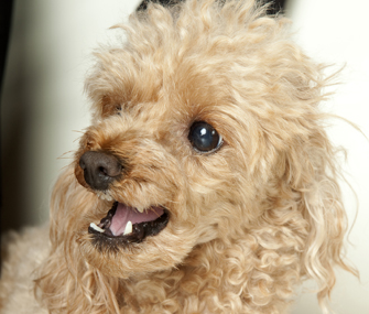 Dog wearing muzzle