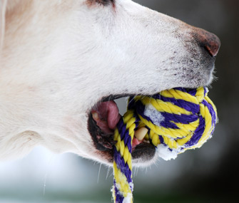 Dog toy