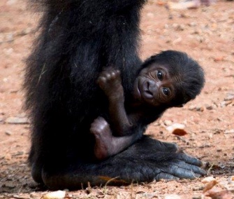 A female baby Western lowland gorilla was born at Zoo Atlanta on Sunday.