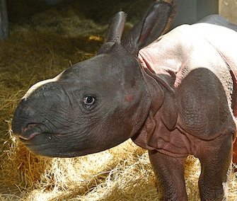 Jiyu, an Indian rhinoceros calf, was born on May 9.