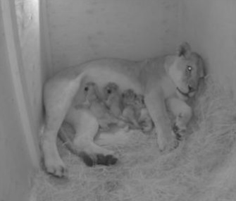 Lion Kya gave birth to four cubs Monday at the Oregon Zoo.