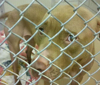 Prada the Pit Bull