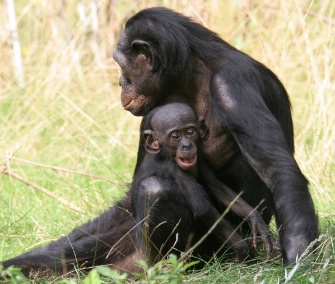 A young bonobo snuggles with mom.