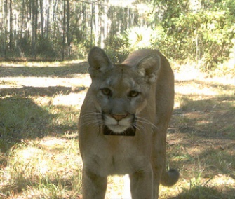 A 1-year-old Florida panther in rehab for a broken leg is on track to be released early next year.