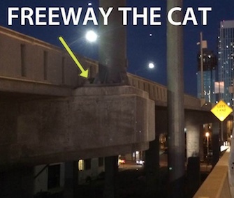 ACC San Francisco posted this image showing where Freeway the cat was found on Facebook.