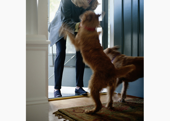 How To Curb Train Your Dog How To Curb Train Your Dog