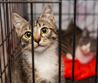 Shelter kittens in crate