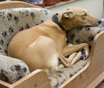 Dog sleeping in dog bed