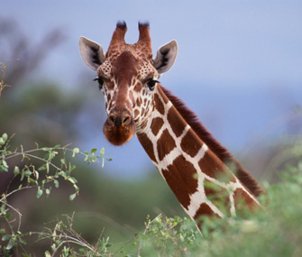 Giraffe