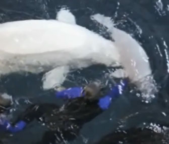 baby Beluga whale born at the Georgia Aquarium