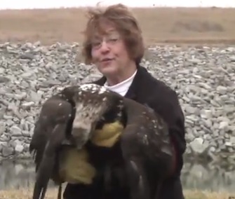 Sandy Miner with Tri-County Wildlife Support Team releases one of three bald eagles on the grounds of a Michigan power plant.