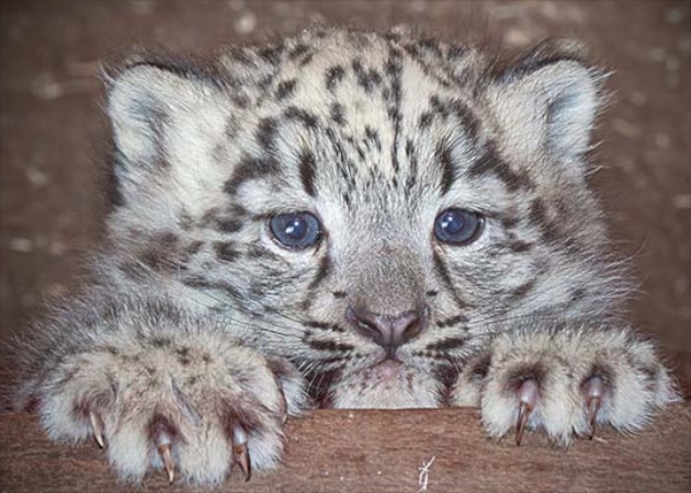 Cub X at Dudley Zoo