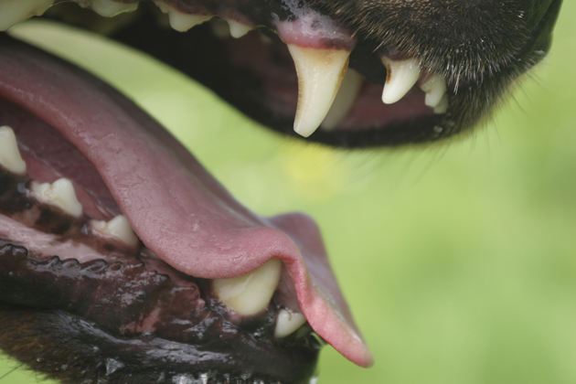 Close Up of Dog's Teeth