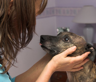 Owner looking into dog's eyes