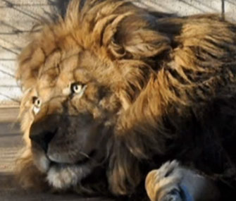 A Texas burger joint donated its elk meat to Aramis, a sick African lion.
