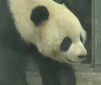 Two giant pandas moved from their home in Sichuan Provence in China to a wildlife park in Belgium over the weekend.