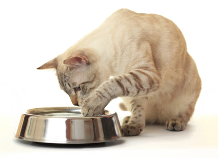 cat with bowl