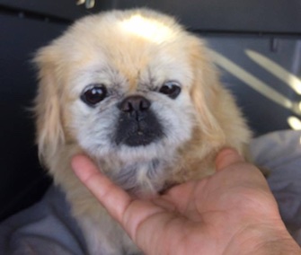 Mooshu was missing for 10 years when she was rescued by a Good Samaritan.