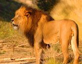 lion