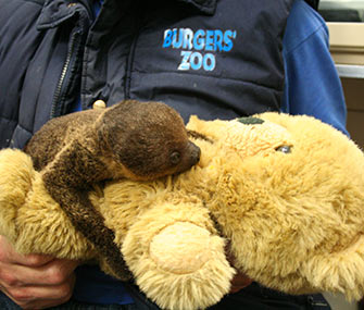 A baby sloth clings to his surrogate mom, a teddy bear, at the Burgers' Zoo.