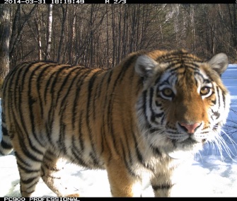 Scientists say camera traps show Cinderella the tiger may have met her prince.