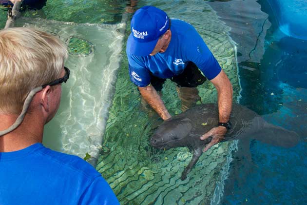 Manatee Release