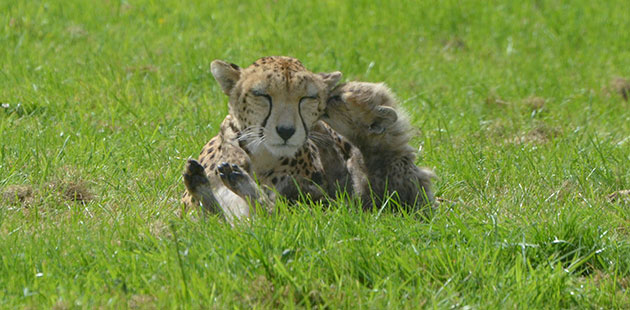 One of cheetah Dubai's cubs whispers sweet nothings in her ear at the Whipsnade Zoo in the U.K.