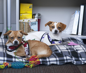 Two dogs on a bed at CLIF headquarters