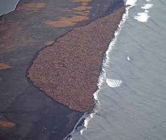An estimated 35,000 Pacific walrus have come ashore in Alaska because of a lack of sea ice.