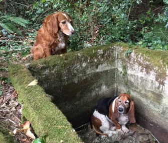 Tillie, a setter, stuck by her friend Phoebe's side when she got trapped in an old cistern.