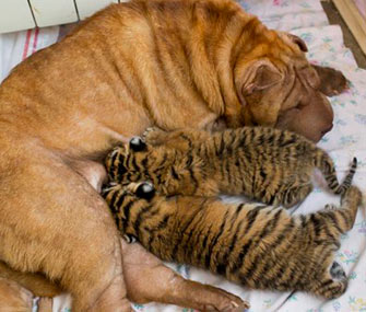 Shar-Pei Cleopatra took to these abandoned Siberian cubs immediately, zoo officials say.