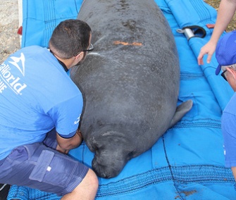 Three rehabilitated manatees were returned to the wild in Florida last week.