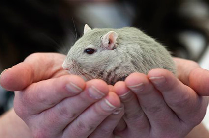 Gerbil pageant