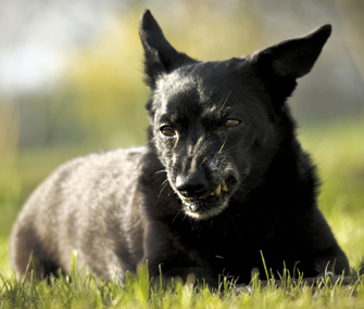 Dog growling