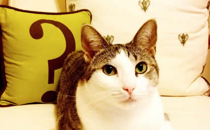 calico cat