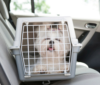 Dog in Crate in Car
