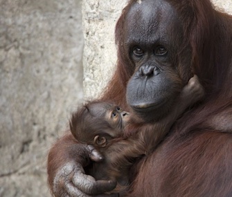 Mom Josie cuddles her fourth baby, GoJo, at the Lowry Park Zoo.
